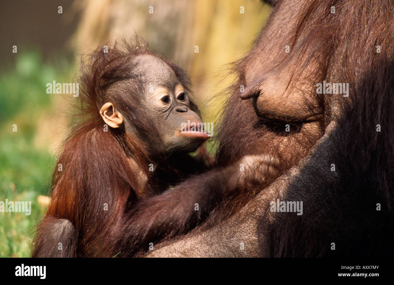 Orang-Utan, (Pongo pygmaeus), Apenheul Zoo, Netherland Stock Photo