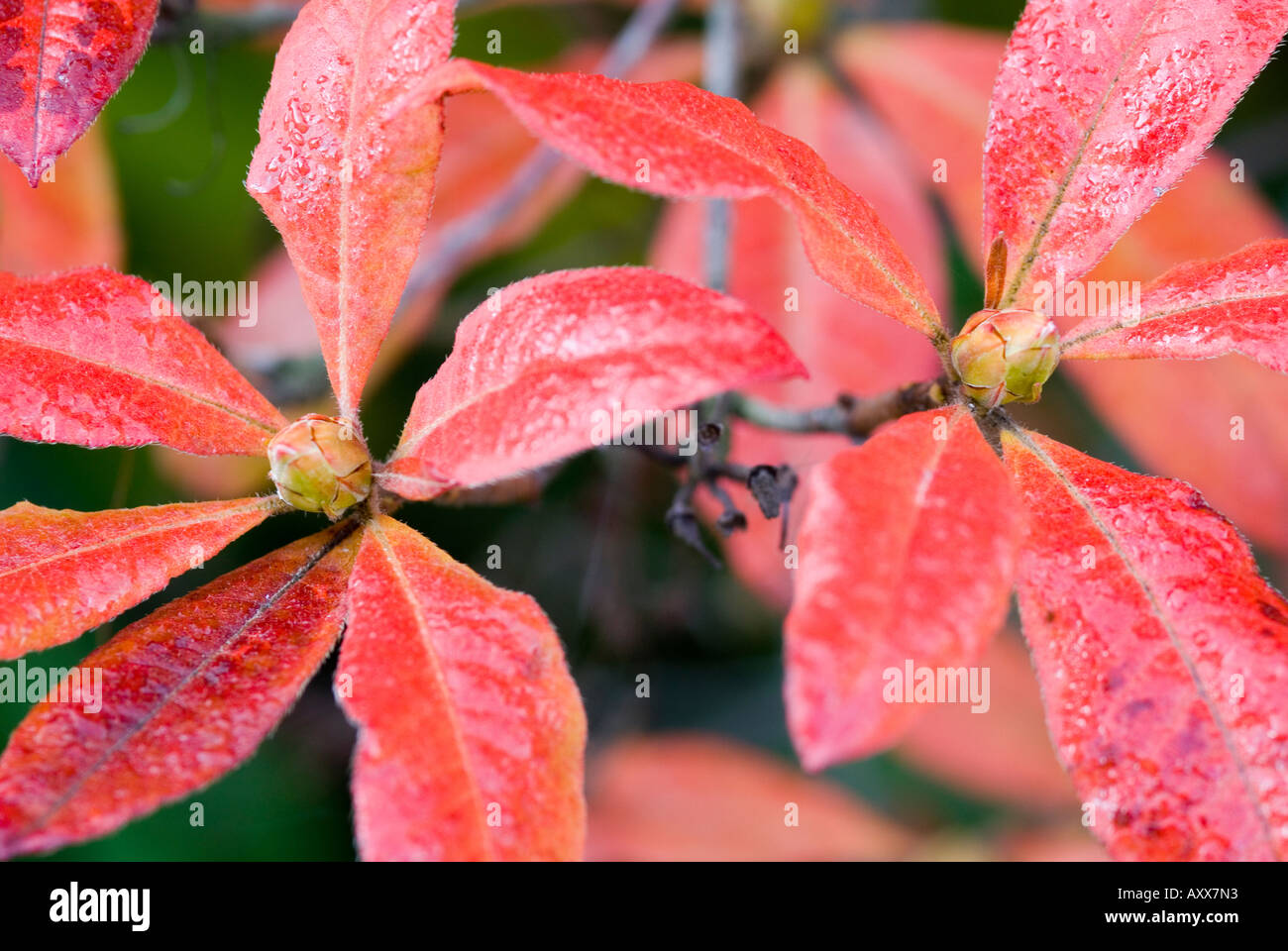 Rhododendron leaves turning red in autumn Stock Photo Alamy
