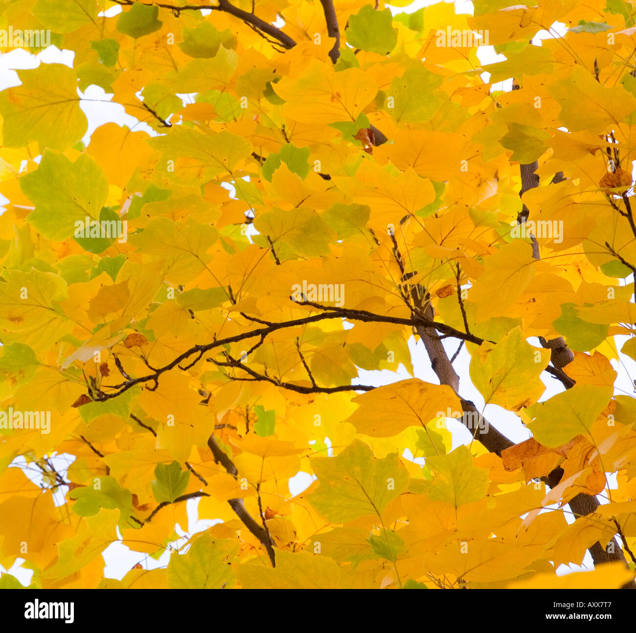 Tulip tree leaves turning yellow in autumn Liriodendron tulipifera