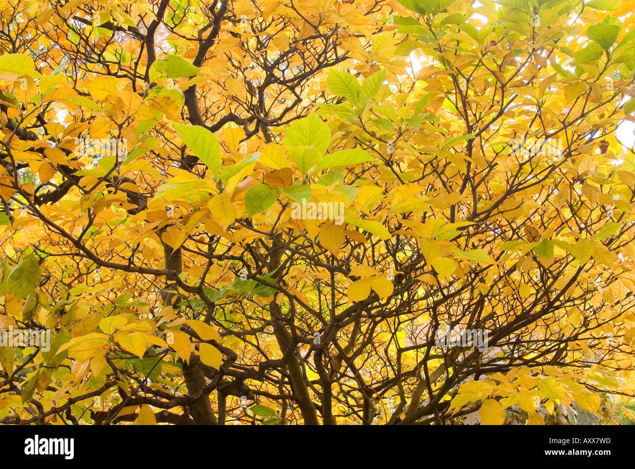 Magnolia leaves turning yellow in autumn Stock Photo Alamy