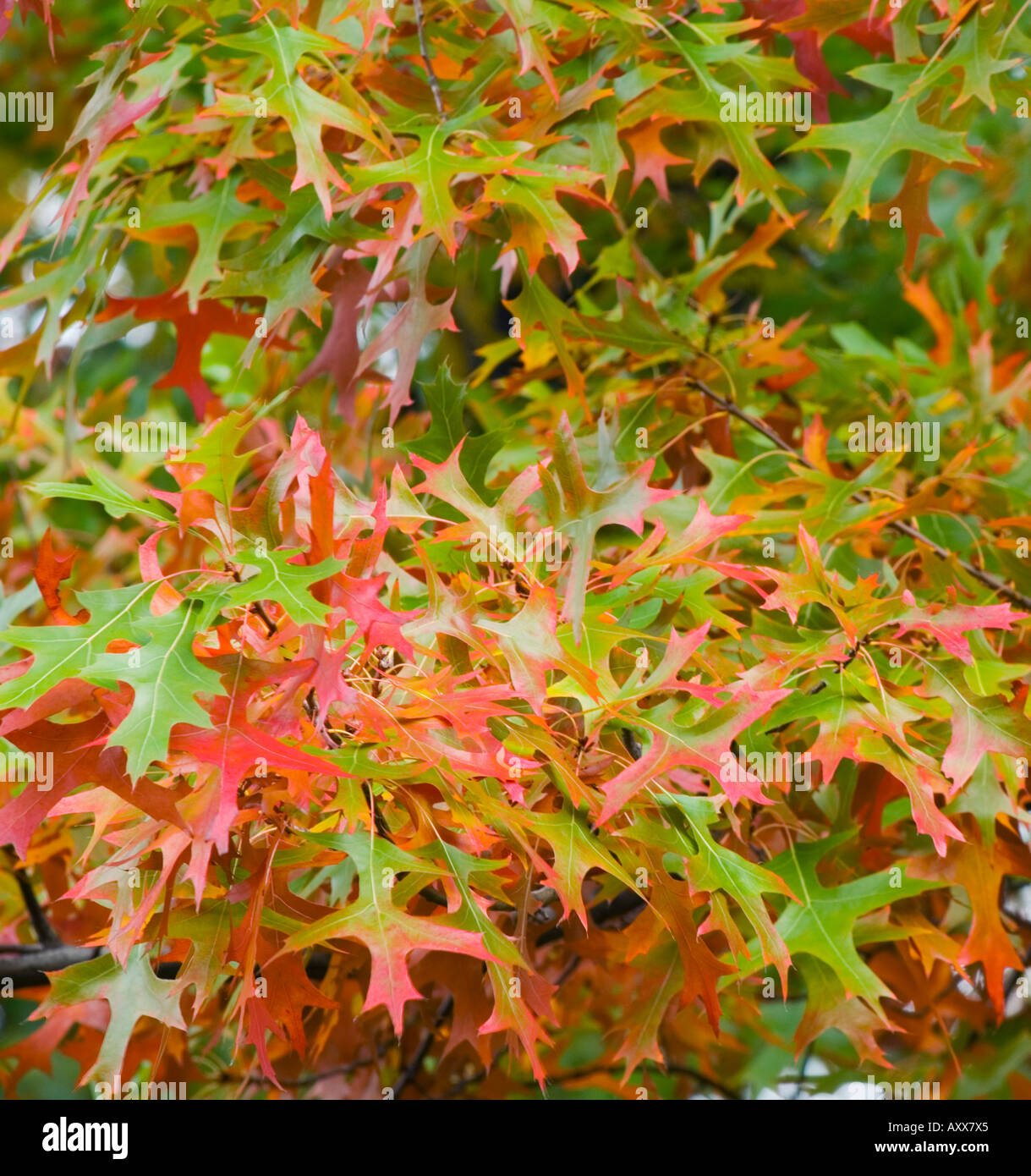Pin oak tree leaves turning red in autumn Quercus palustris Stock Photo