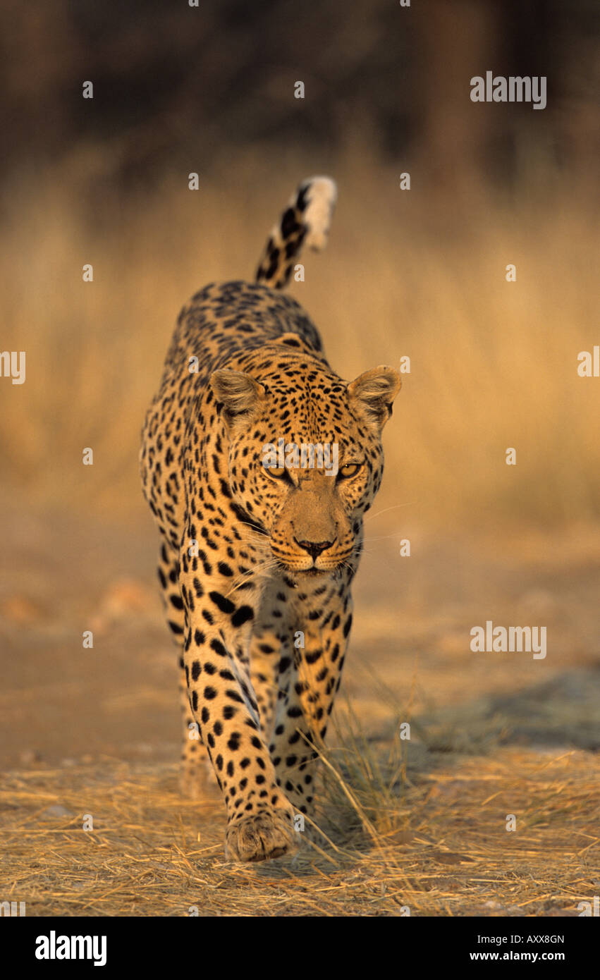 Leopard, Panthera pardus, Duesternbrook Private Game Reserve, Windhoek, Namibia Stock Photo