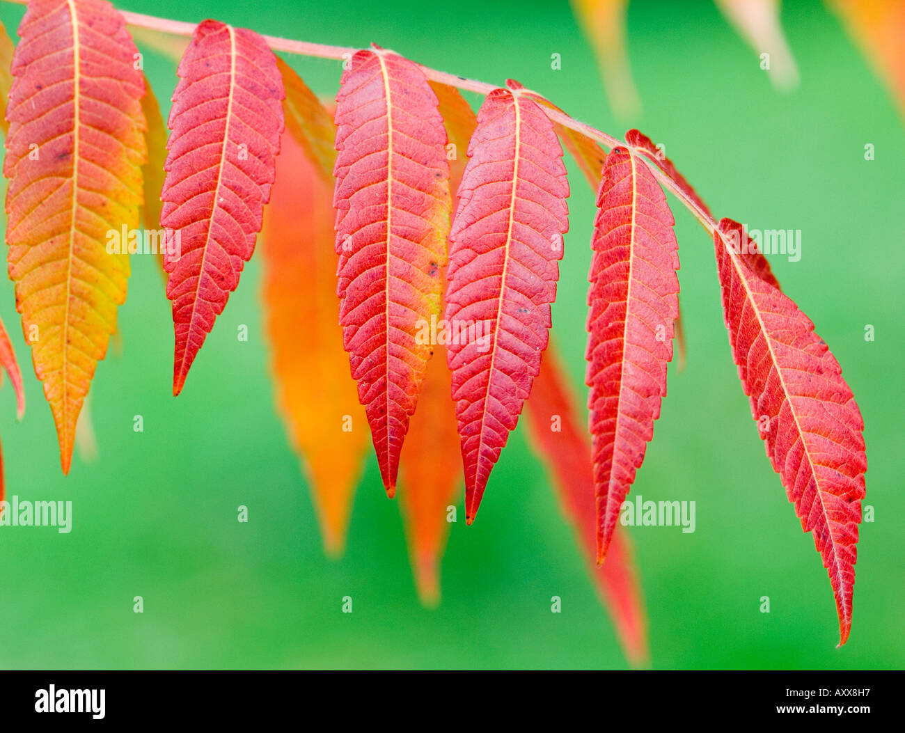 Staghorn sumac leaves turning red in autumn Rhus typhina Stock Photo
