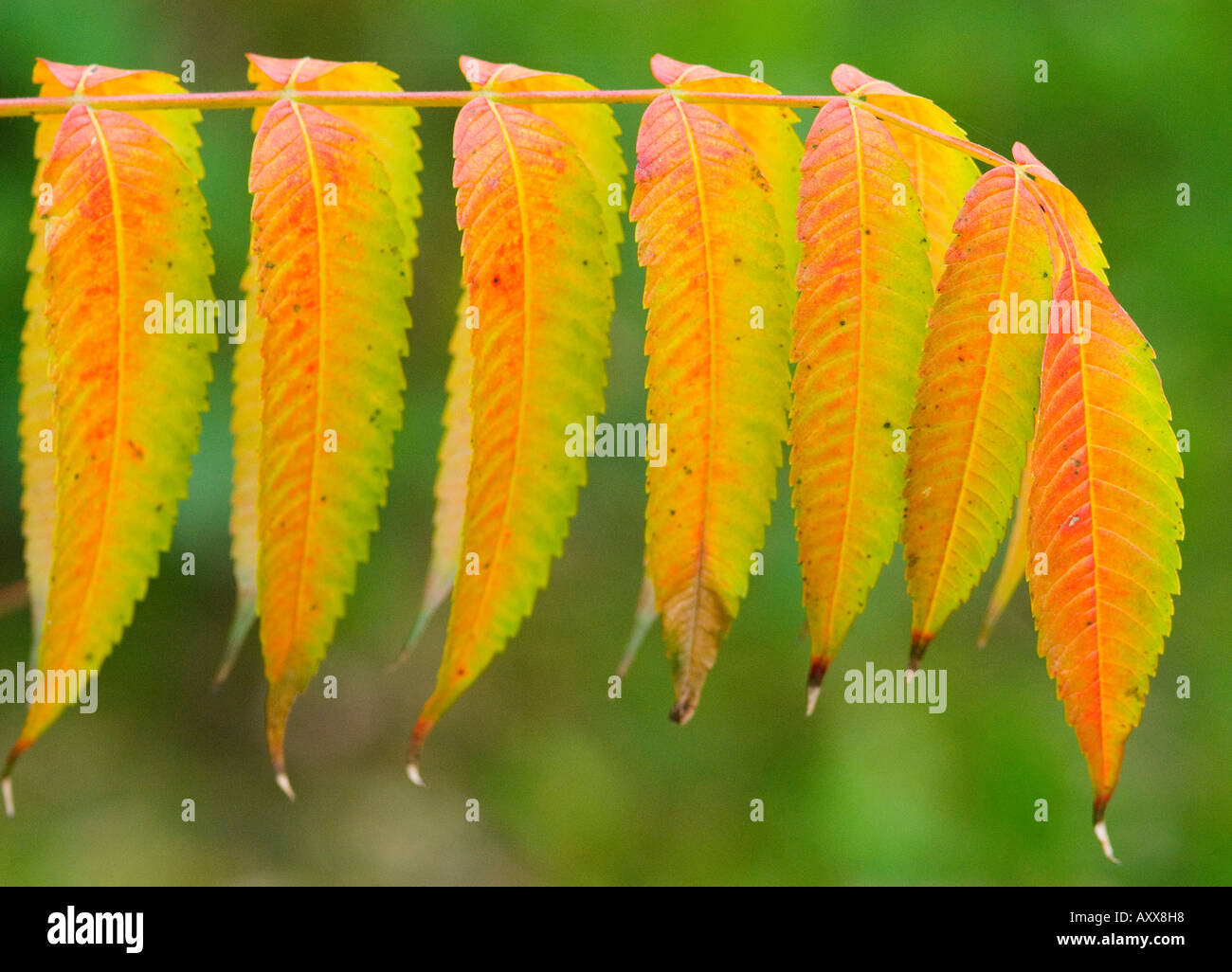 Staghorn sumac leaves turning red in autumn Rhus typhina Stock Photo