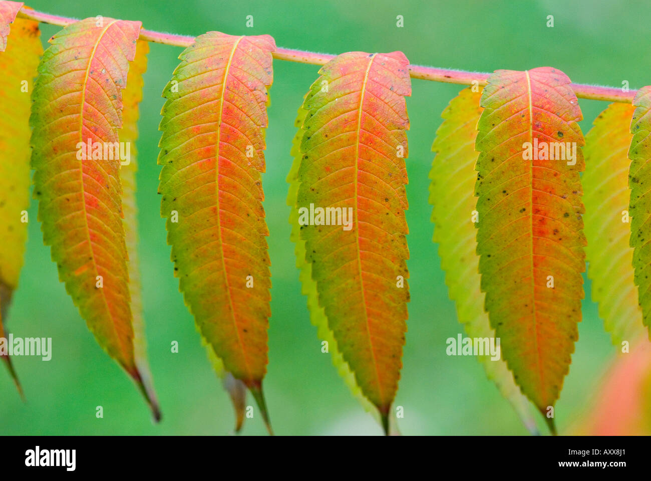 Staghorn sumac leaves turning red in autumn Rhus typhina Stock Photo