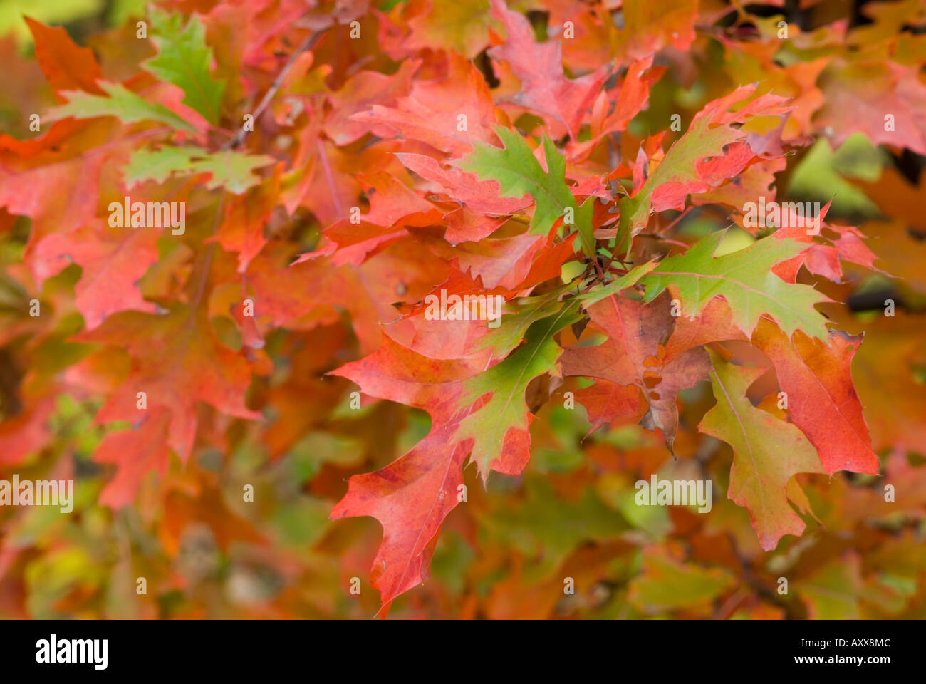 Pin oak tree leaves turning red in autumn Quercus palustris Stock Photo