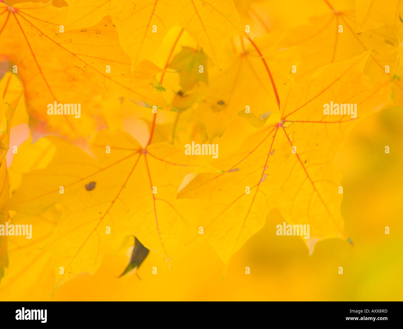 Yellow Maple tree leaves in autumn Acer platanoides Stock Photo - Alamy