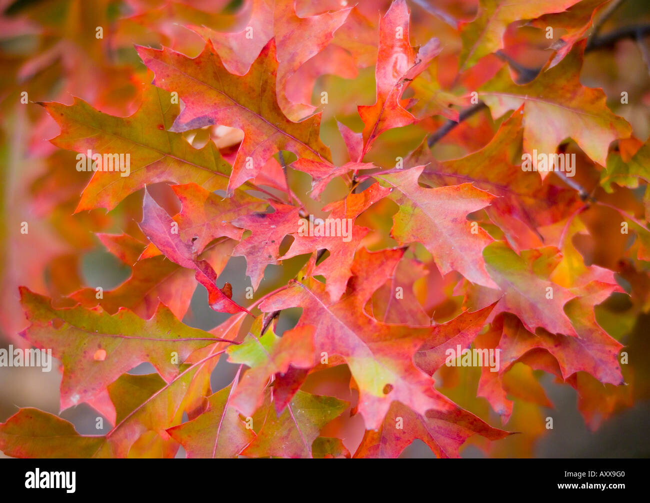 Pin oak tree leaves turning red in autumn Quercus palustris Stock Photo