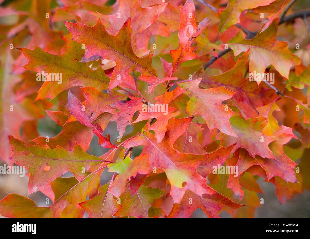Pin oak tree leaves turning red in autumn Quercus palustris Stock Photo