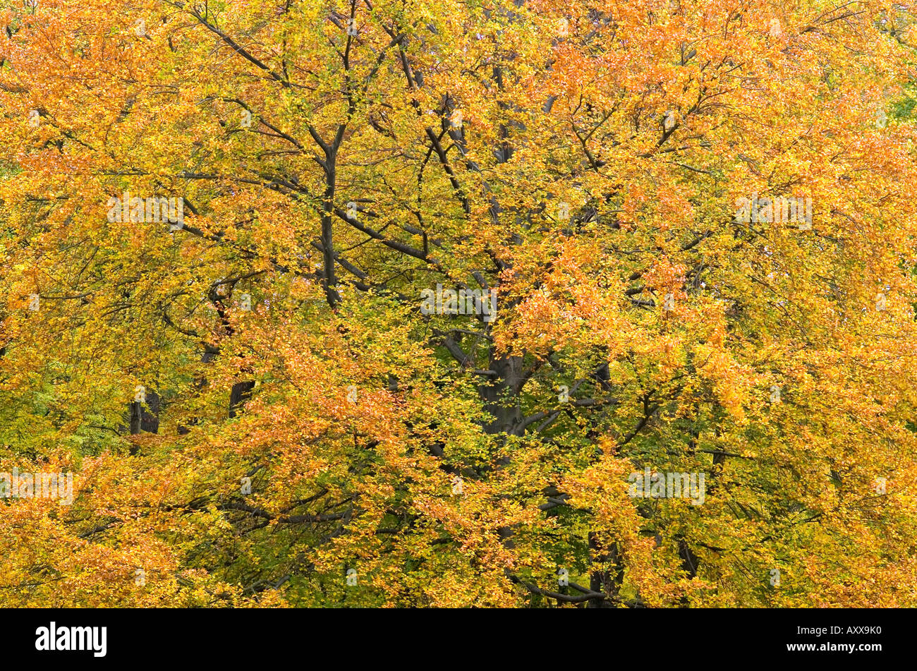 Beech tree foliage turning yellow in autumn Fagus sylvatica Stock Photo ...