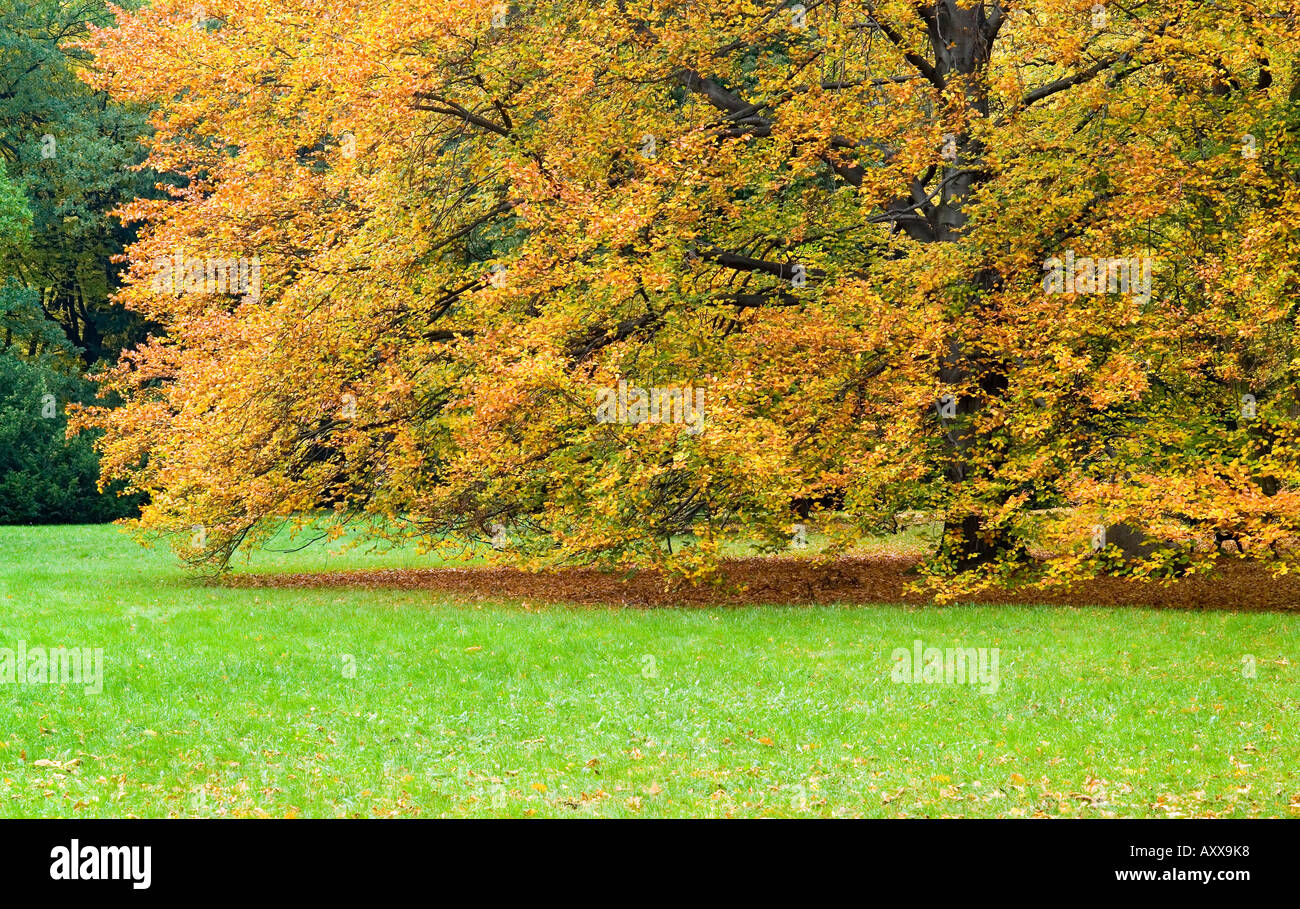 old Beech tree turning yellow in autumn Fagus sylvatica Stock Photo - Alamy