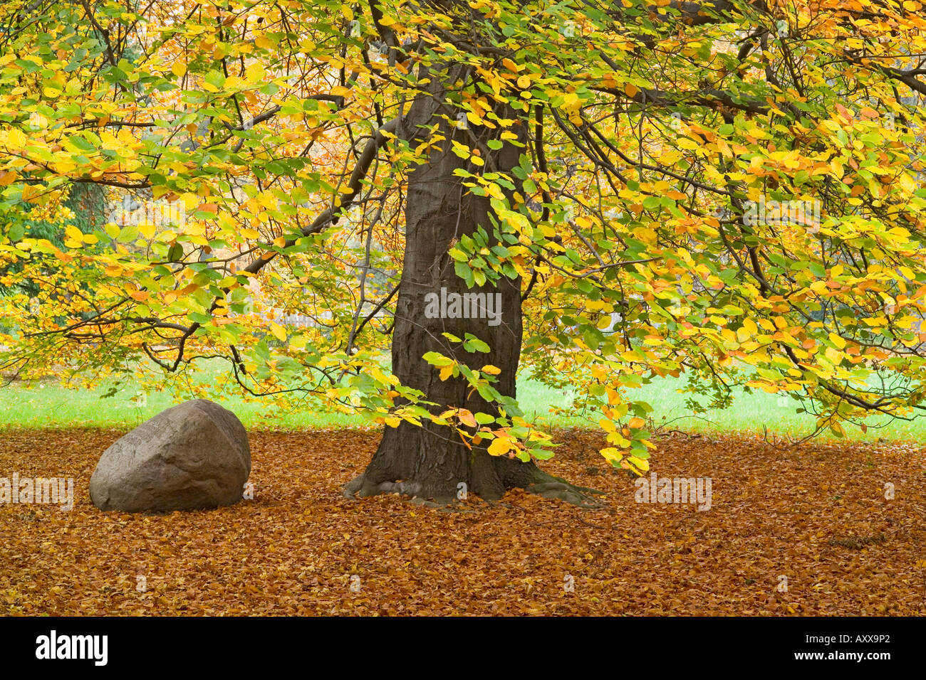 Old Beech tree in autumn turning yellow Fagus sylvatica Stock Photo - Alamy