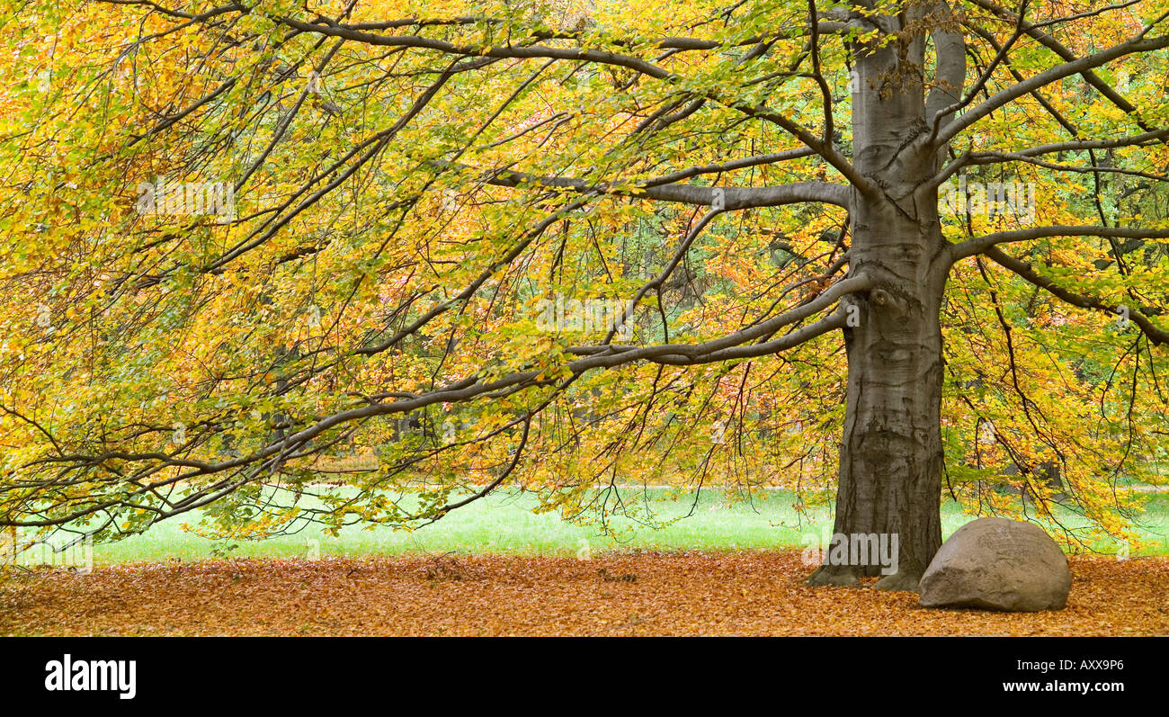 Old Beech tree in autumn turning yellow Fagus sylvatica Stock Photo - Alamy