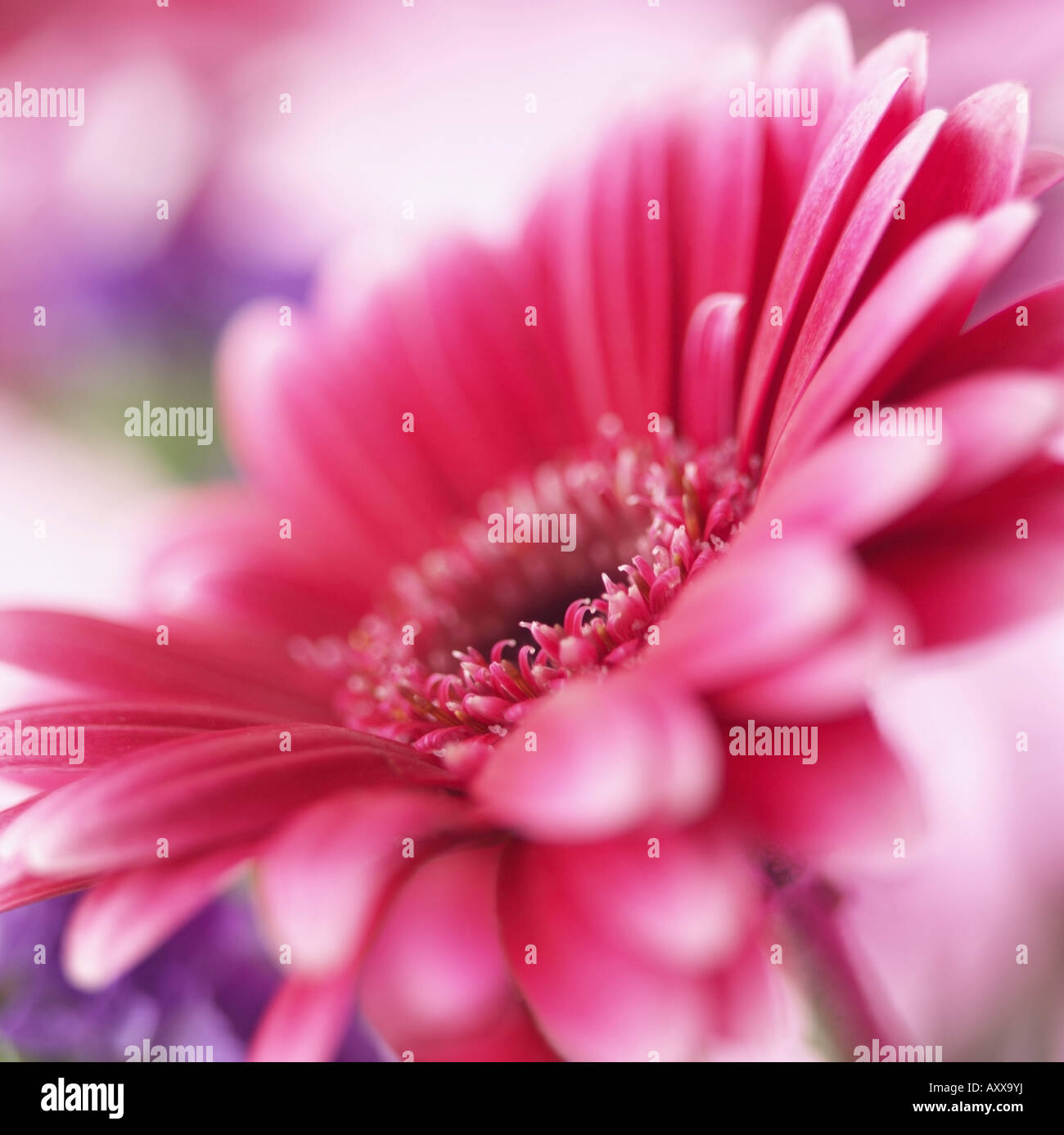 Flower, Plant, Gerbera daisy, Pink petals close up. Stock Photo