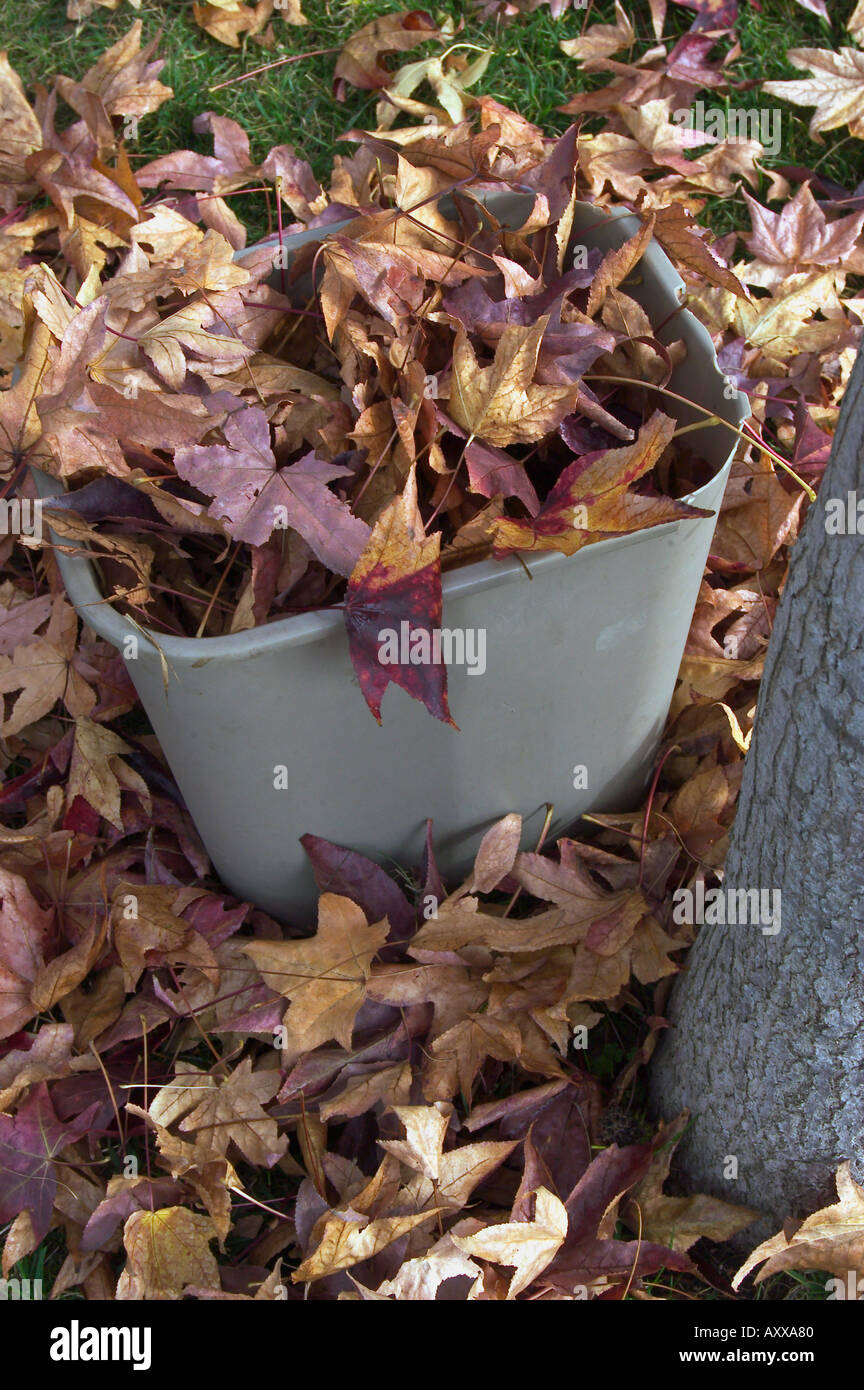 autumn leaves in trash can Stock Photo Alamy