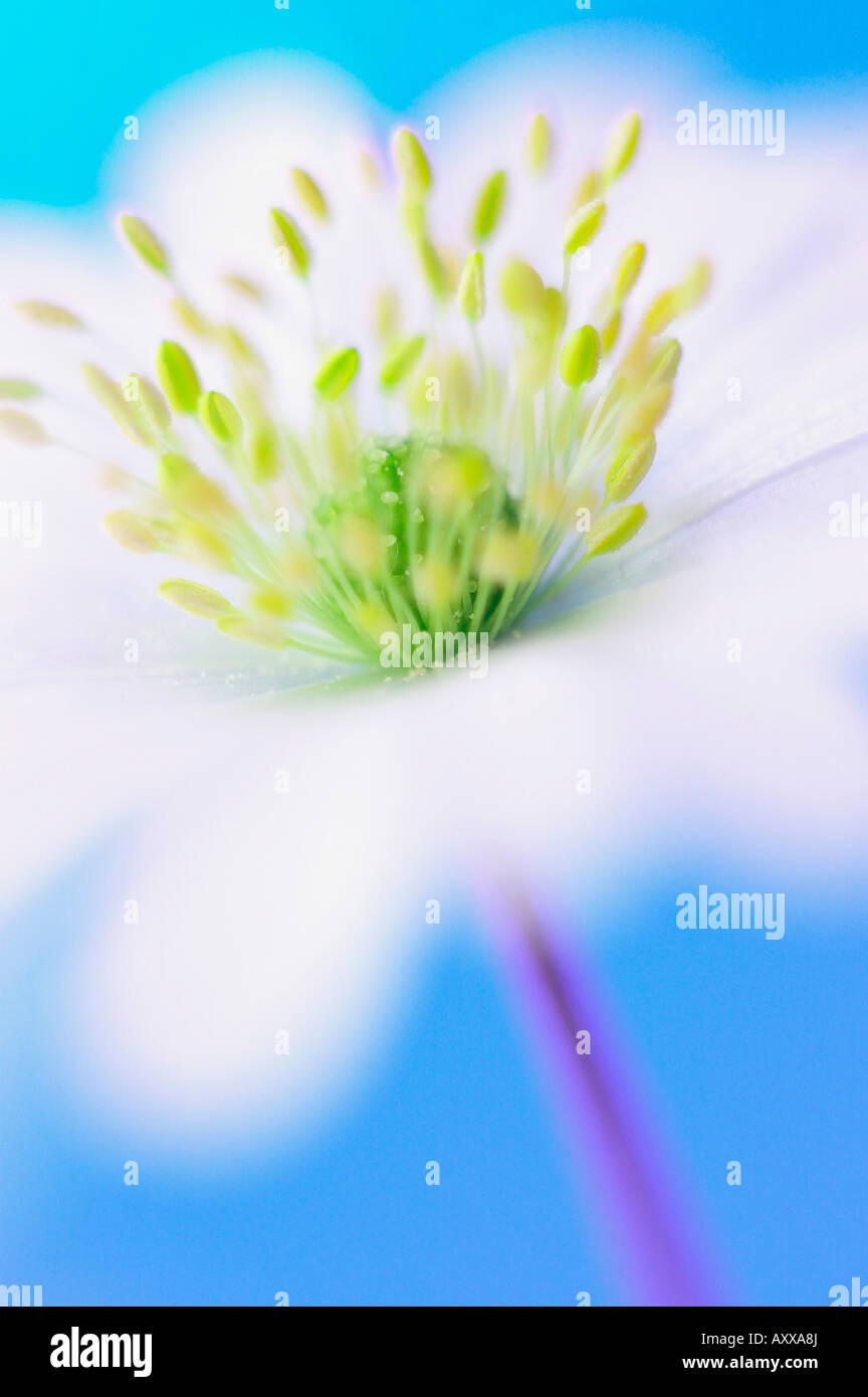 Anemone, Anemone blanda, White, Anemone, blanda Stock Photo - Alamy