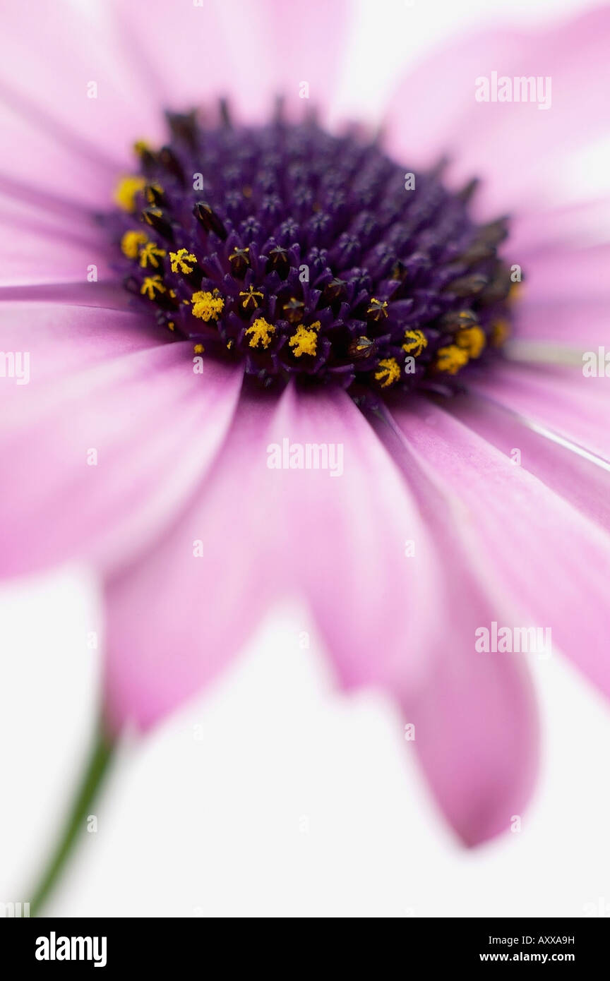 Osteospermum, Osteospermum, Mauve, Stock Photo