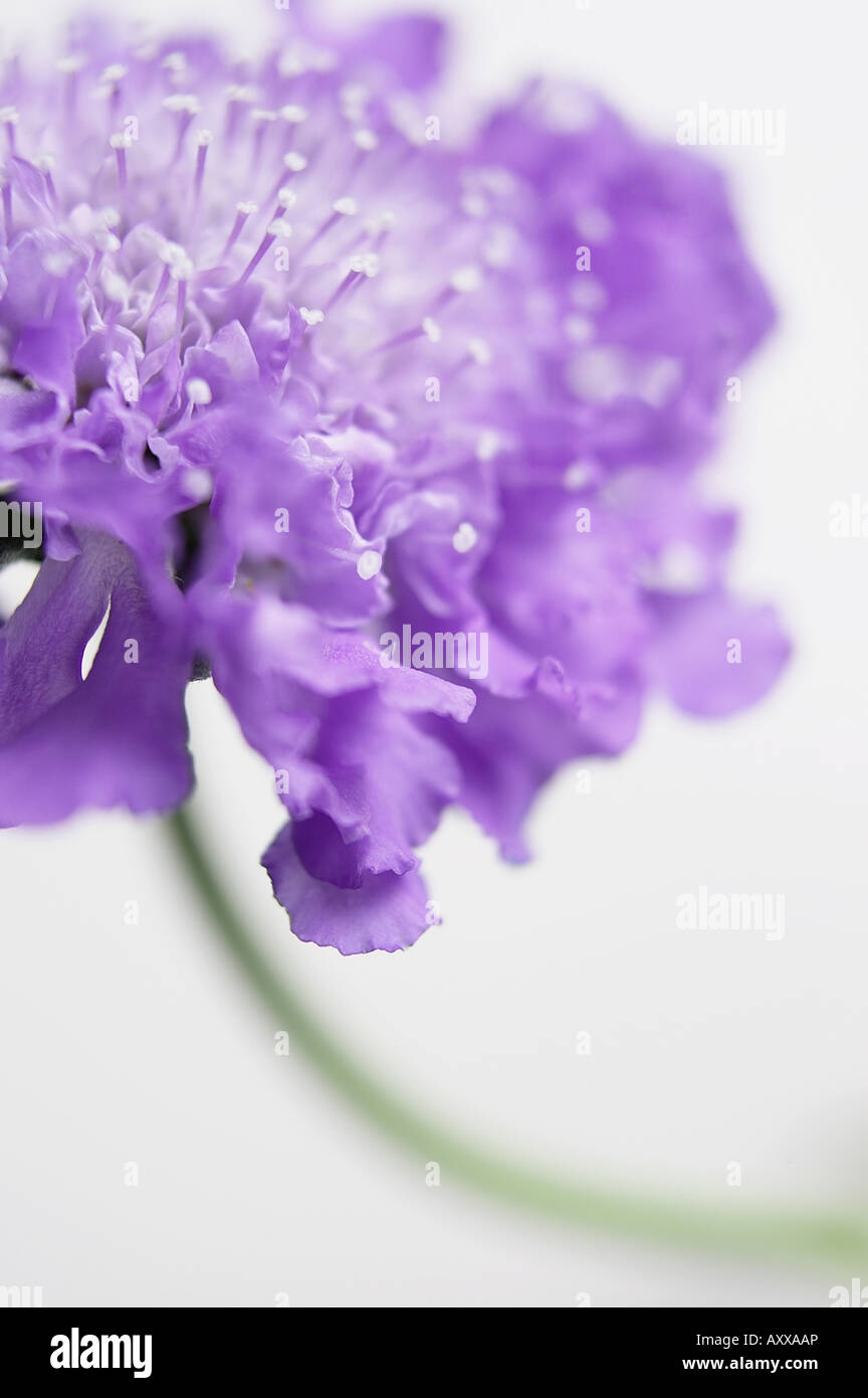 Scabious, Scabiosa, Mauve, Stock Photo