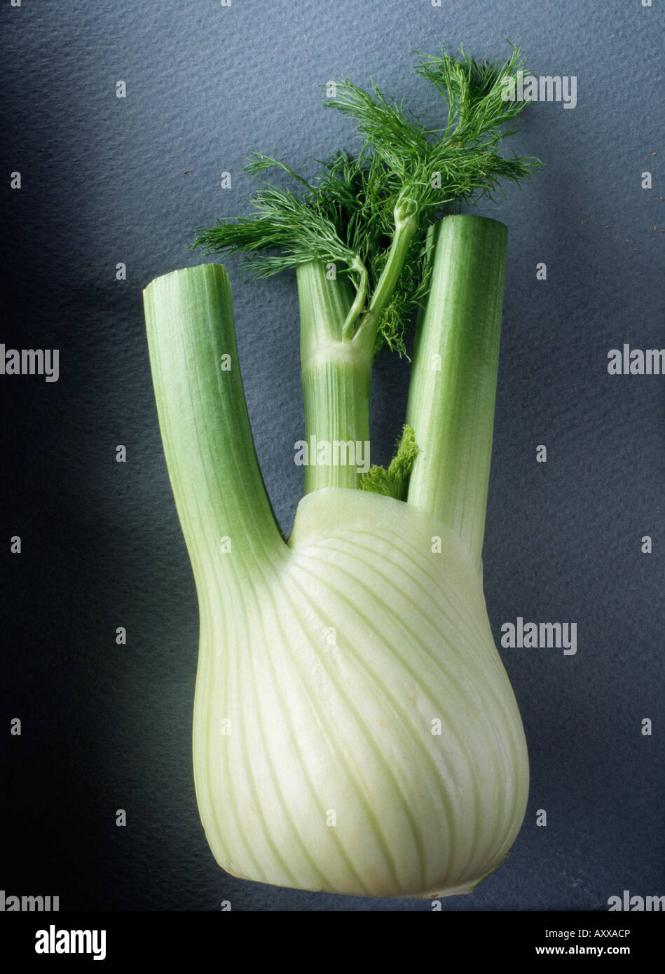 Fennel bulb, Florence fennel, Fennel, bulb, Florence, Foeniculum