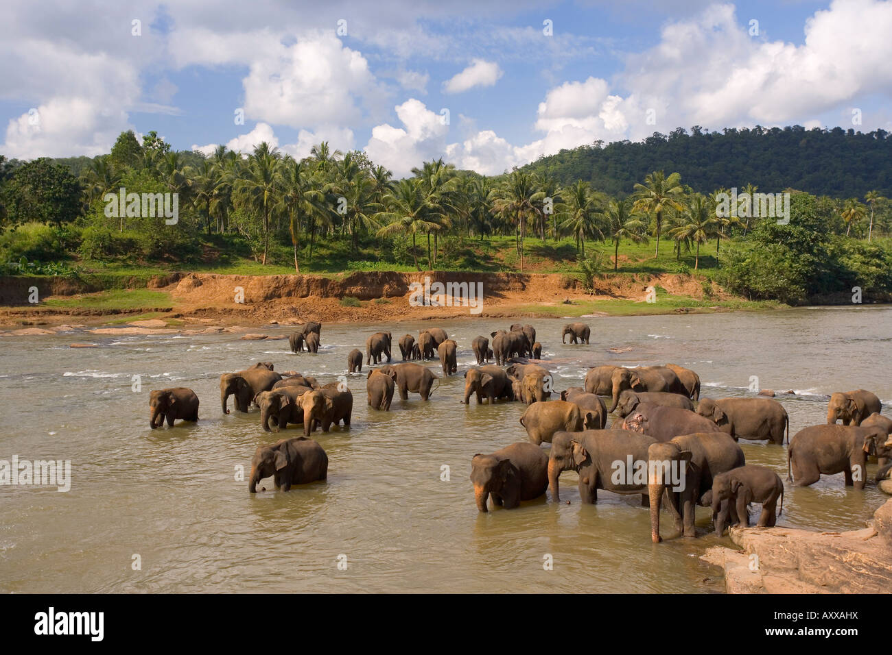 Elephants bathing in the river, Pinnewala Elephant Orphanage near Kegalle, Sri Lanka, Asia Stock Photo