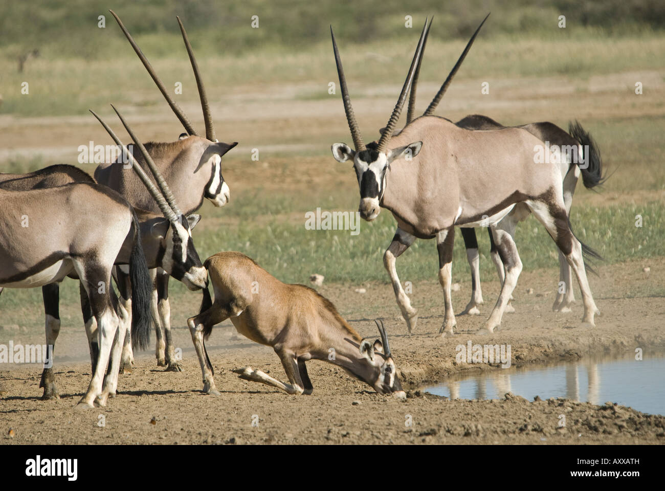 A herd of gemsbok stand by at a waterhole in the Kalahari, while a ...