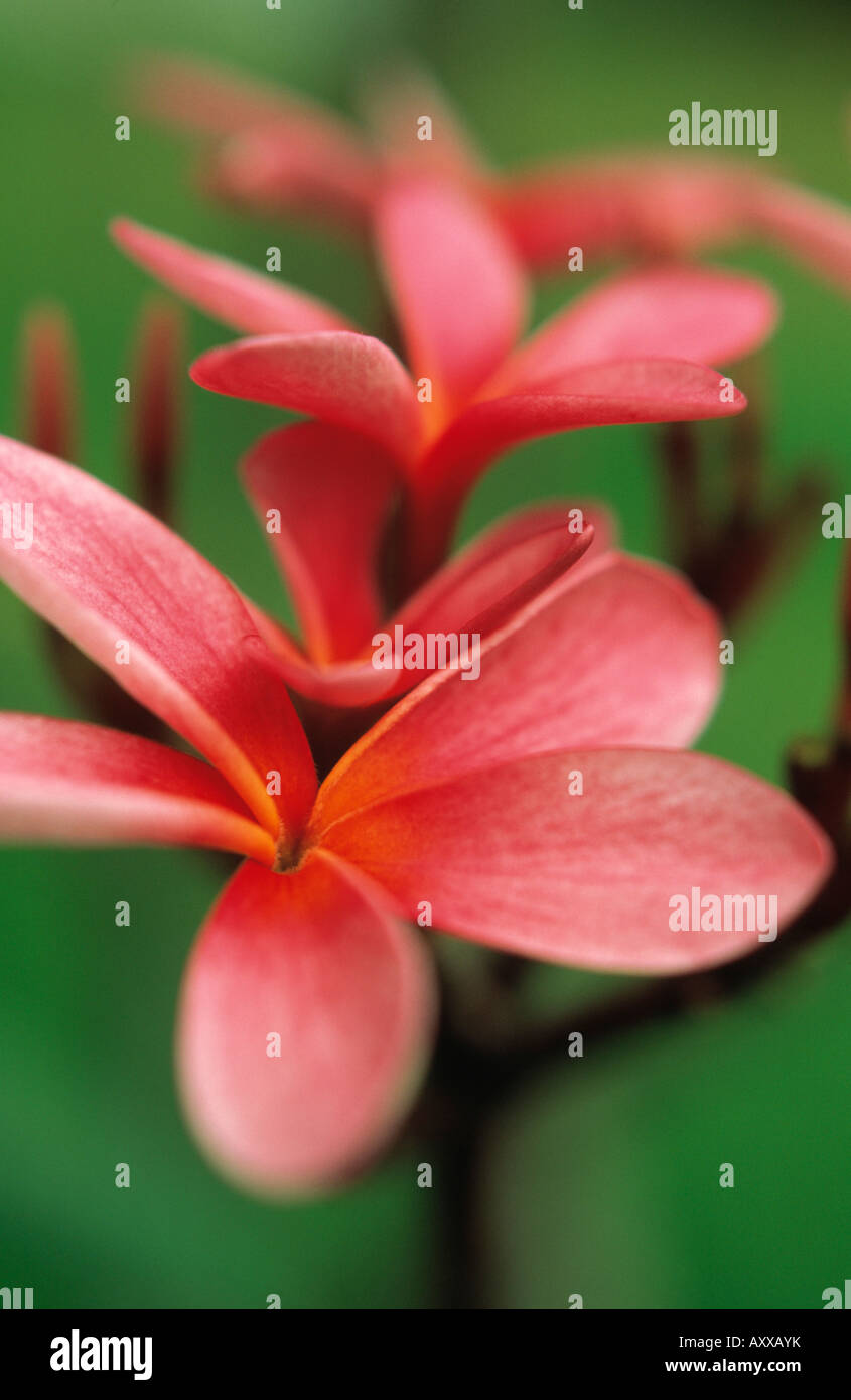 Frangipani, West Indian Jasmine, Monoi, West, Indian, Jasmine, Plumeria rubra, Peach, Plumeria