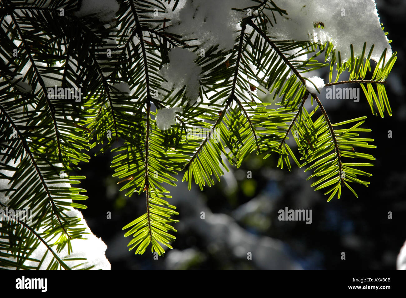 Backlit spruce boughs against dark background covered with snow Stock ...