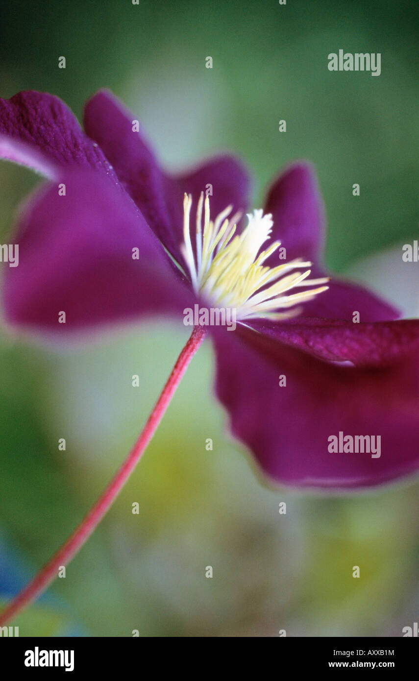 Clematis, Clematis viticella 'Etiole Violette', Purple, Clematis, viticella, Etiole, Violette Stock Photo