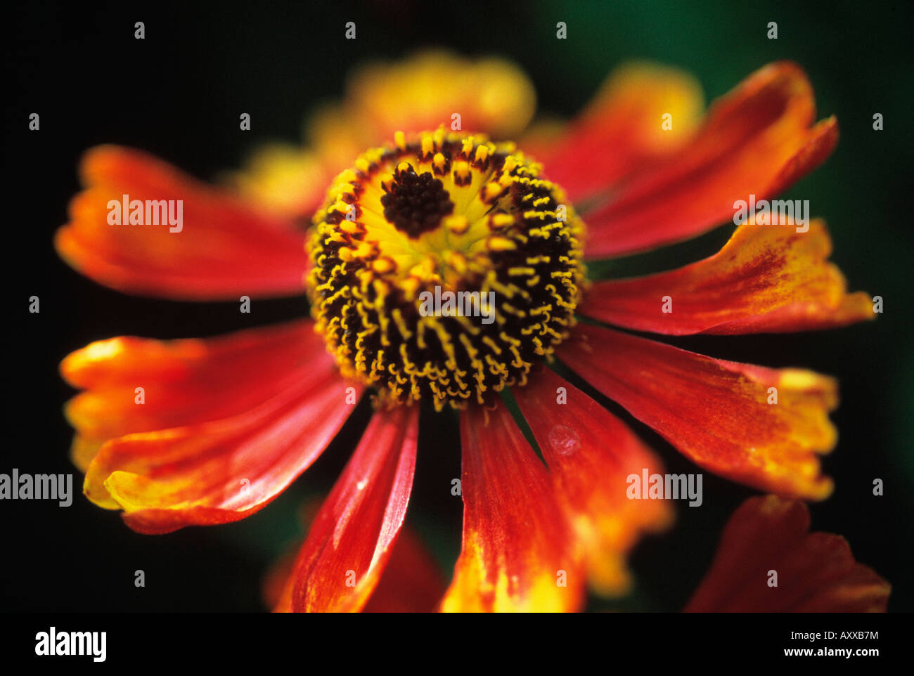 Helen's flower, Sneezeweed, Helen's, flower, Helenium 'Moerheim Beauty', Red, Helenium, Moerheim, Beauty Stock Photo