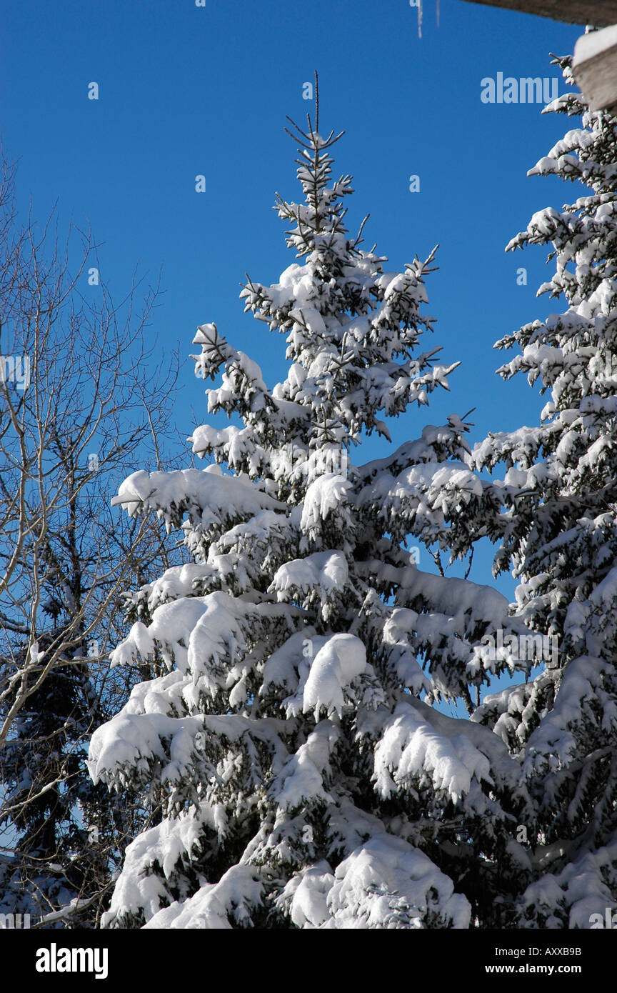 Spruce tree hi-res stock photography and images - Alamy