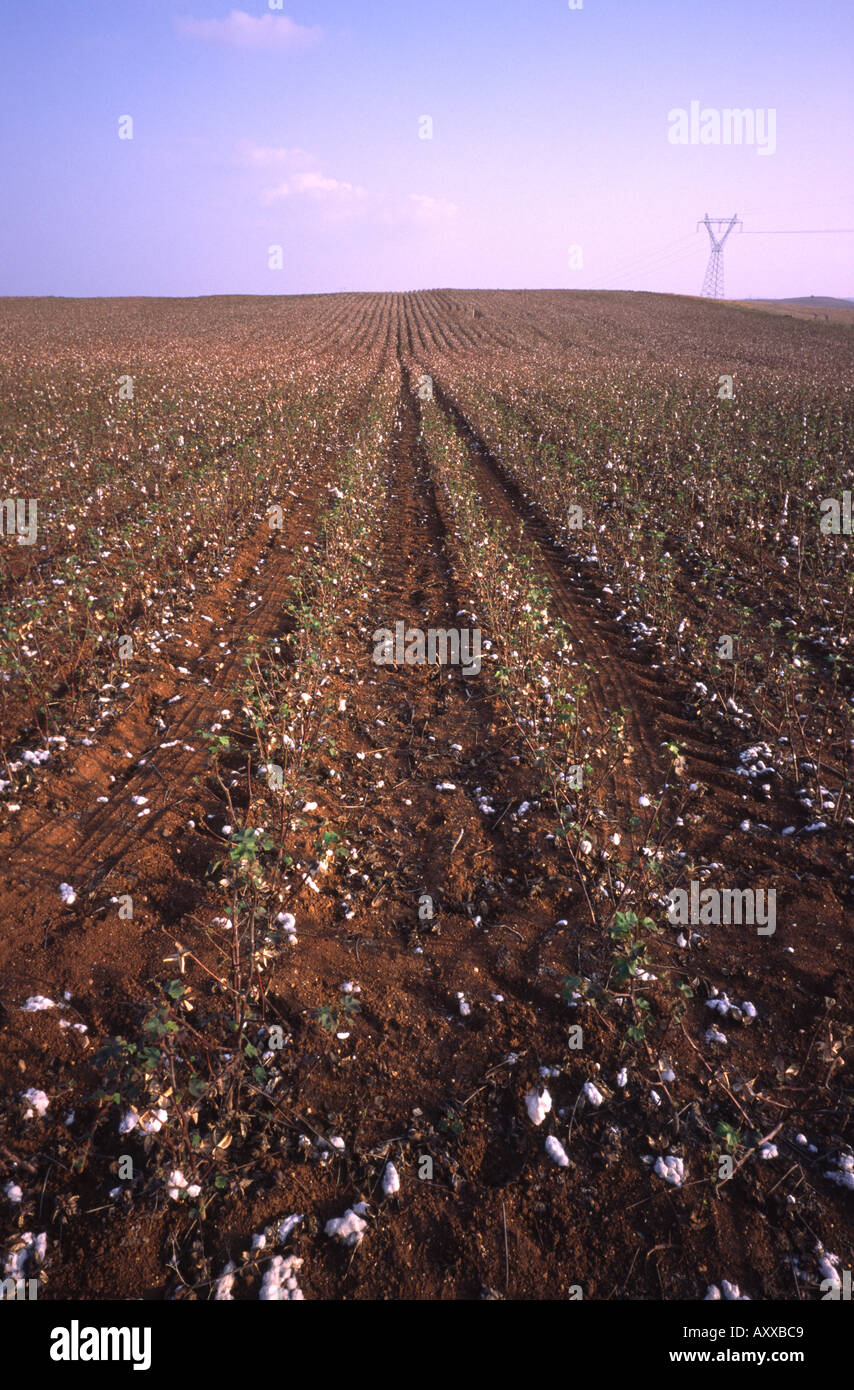 Cotton fields in Greece Nea Moudania Halkidiki province Stock Photo Alamy
