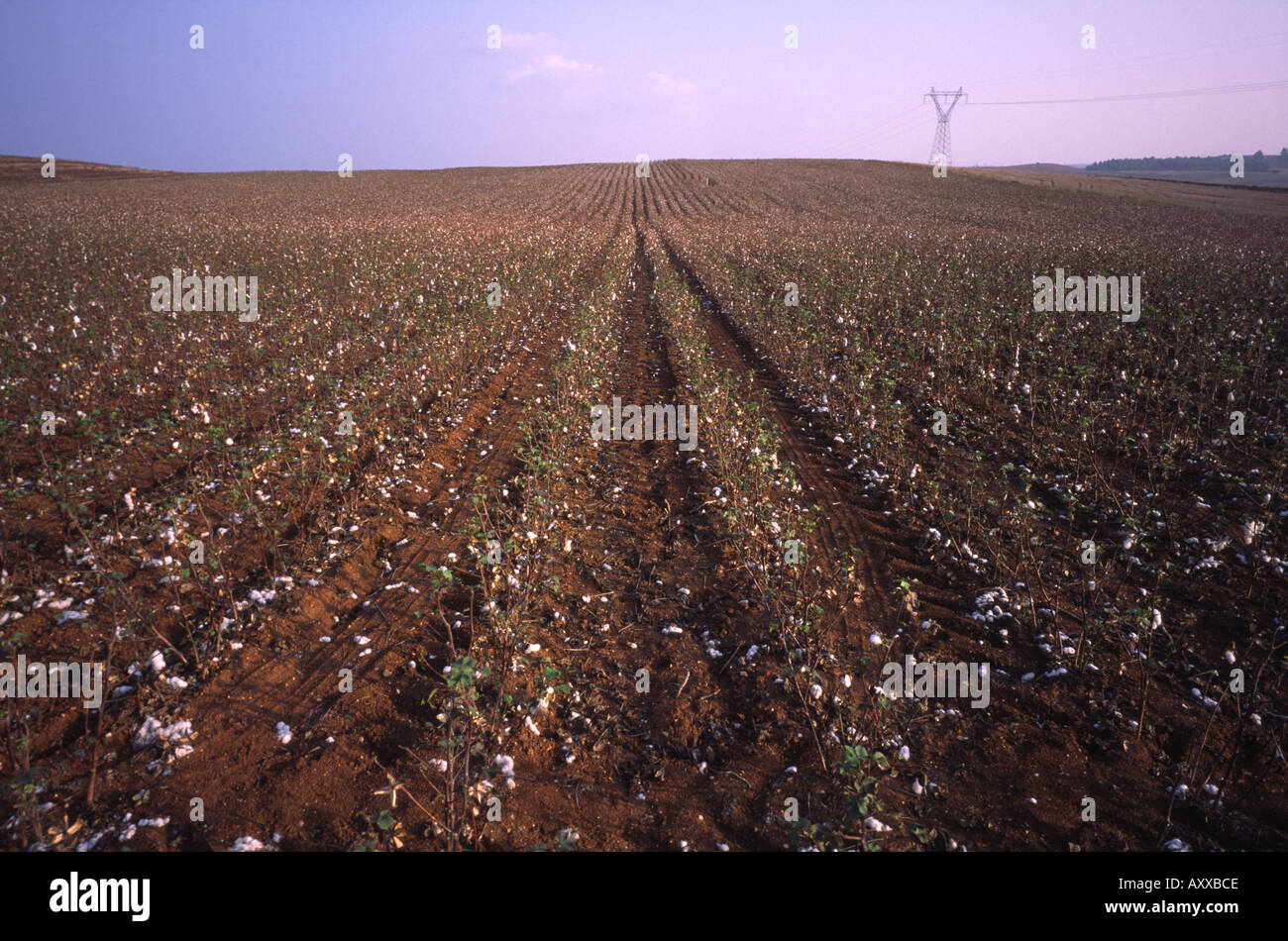Cotton fields in Greece Nea Moudania Halkidiki province Stock Photo Alamy