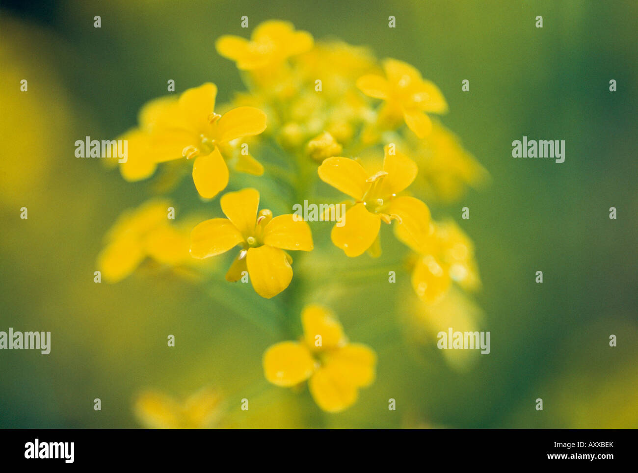 Mustard, Black mustard, Black, Brassica nigra, Yellow, Brassica, nigra