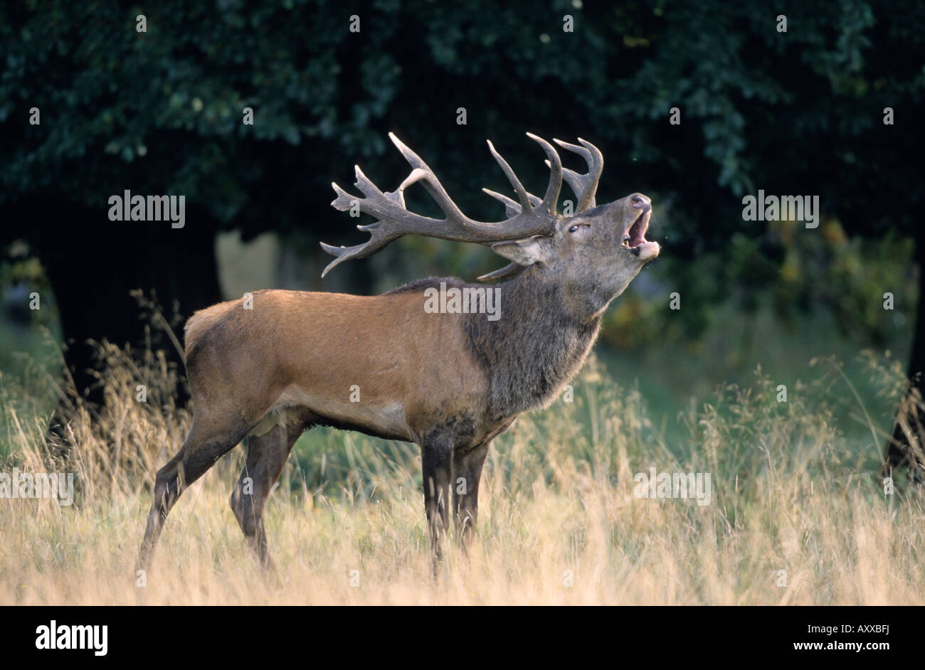 Red Deer, (Cervus elaphus), Kopenhagen, Denmark Stock Photo