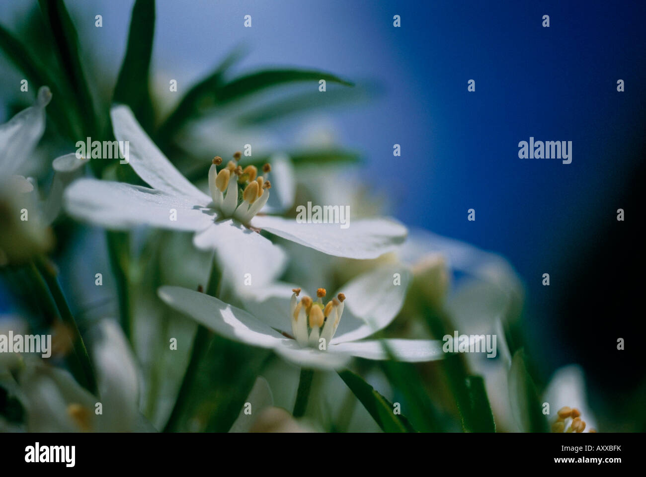 Sanvitalia Procumbens Aztec Gold Stock Photo Picture And