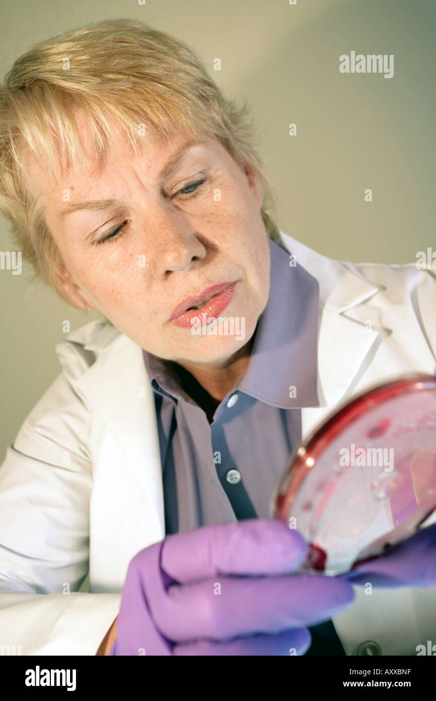 Research scientist uses petri dish involving microbiology project Stock
