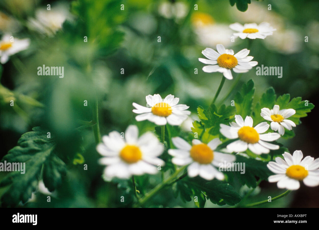 Feverfew, Tanacetum parthenium, Tanacetum, parthenium Stock Photo