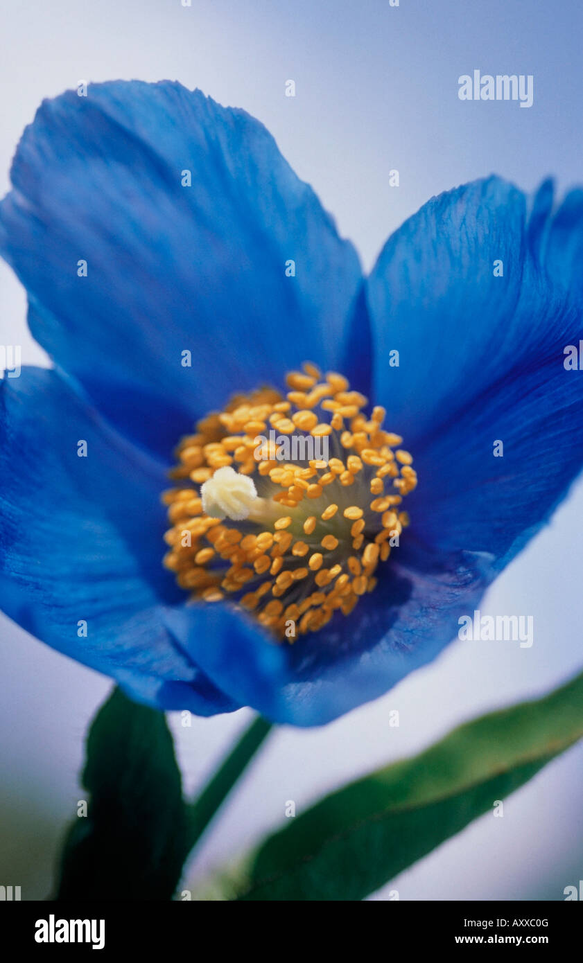 Himalayan blue poppy, Himalayan, blue, poppy, Meconopsis grandis, Blue, Meconopsis, grandis Stock Photo