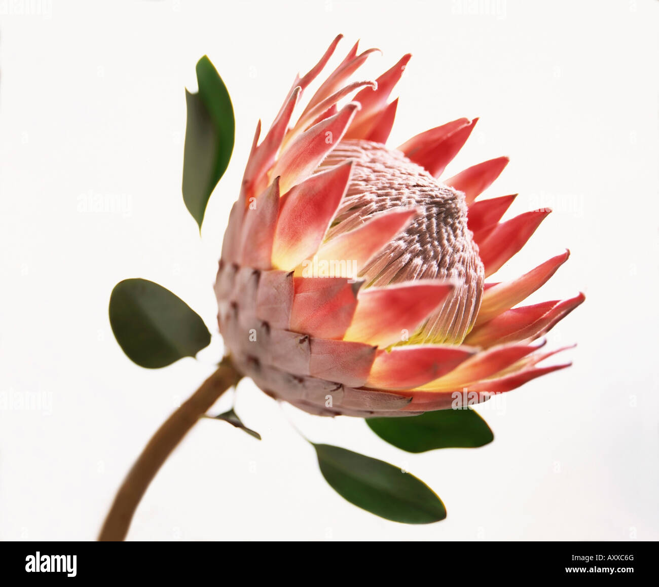 King protea, King, protea, Protea cynaroides, Protea, cynaroides Stock Photo Alamy