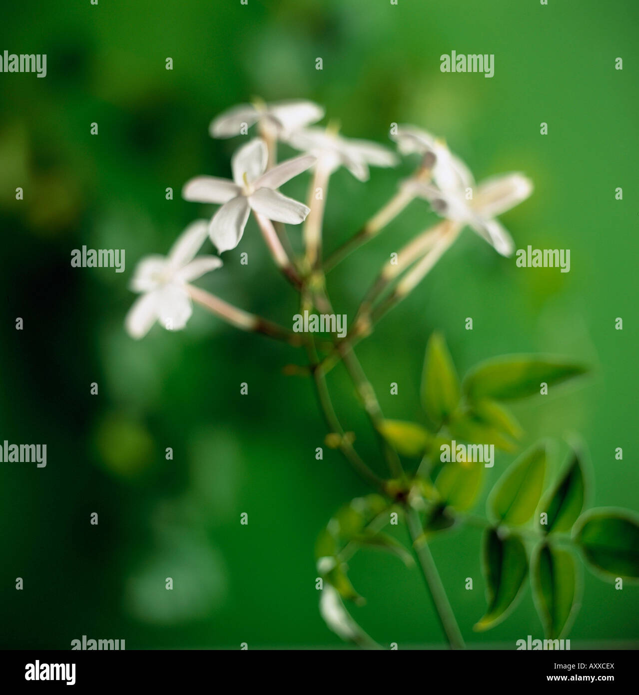 Jasmine, Jasminum polyanthum, Cream, Jasminum, polyanthum Stock Photo