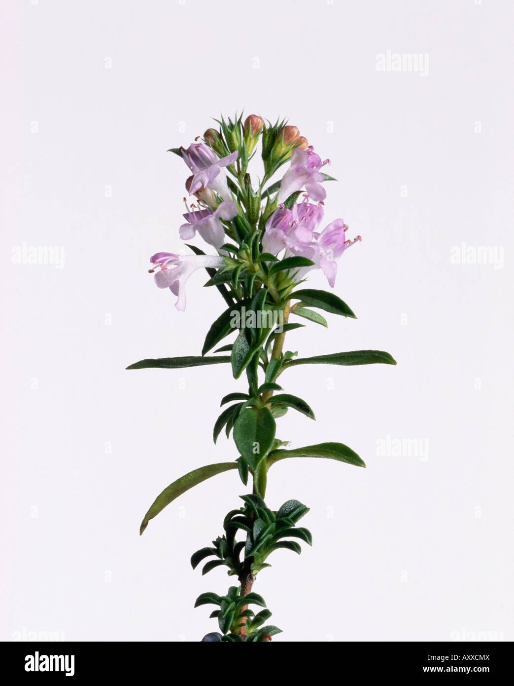 Savory, Winter savory, Winter, Satureia montana, Pink, Satureia, montana Stock Photo