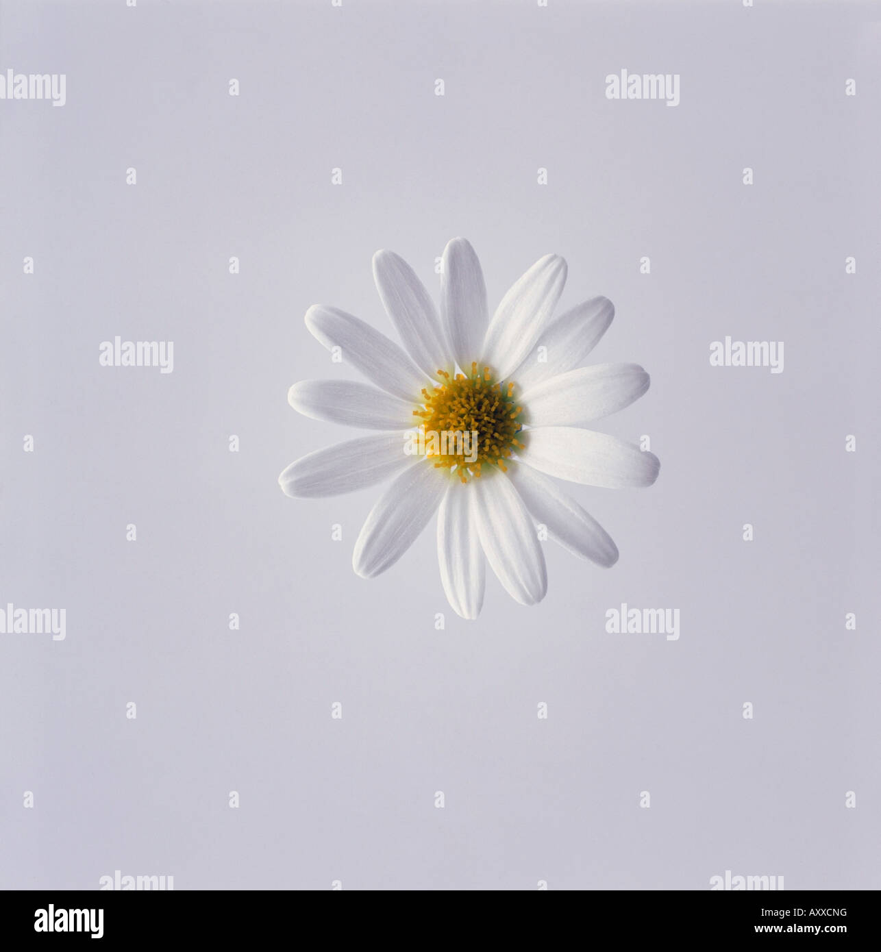 Daisy, Marguerite, Leucanthemum vulgare, White, Leucanthemum, vulgare Stock Photo