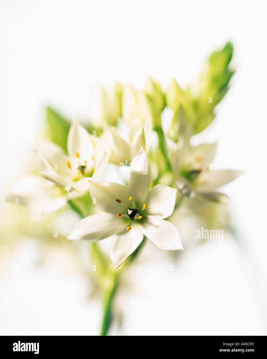 Star-of-Bethlehem, Star, of, Bethlehem, Ornithogalum, White, Stock Photo