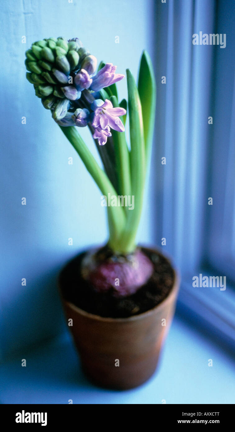 Hyacinth, Hyacinthus, Mauve, Stock Photo