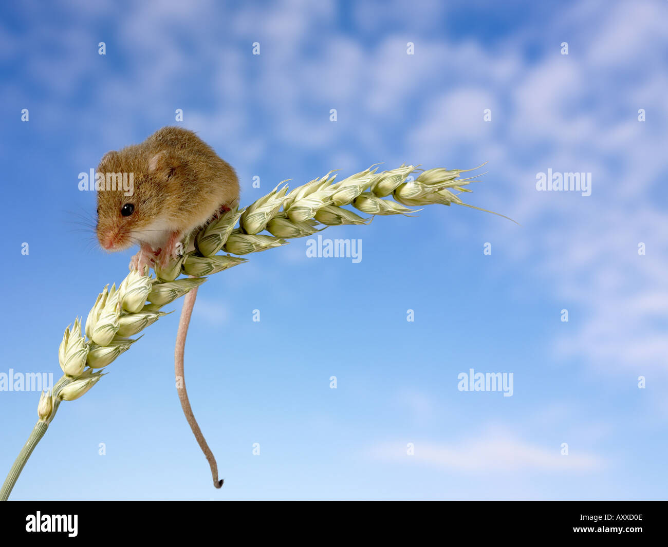 Harvest mouse micromys minutus on corn stalk Stock Photo