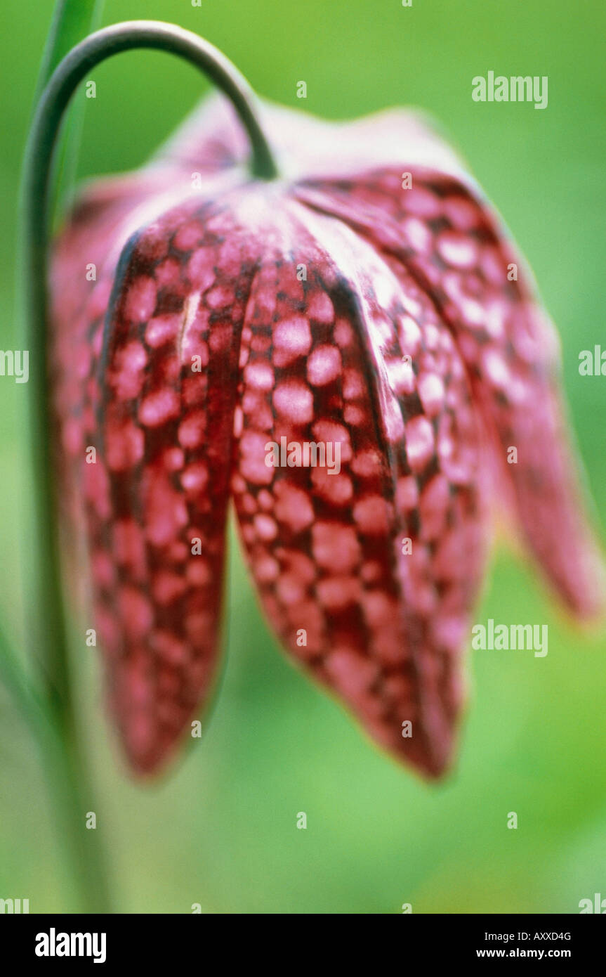 Fritillary, Snake's head fritillary, Snake's, head, Fritillaria meleagris, Red, Fritillaria, meleagris Stock Photo