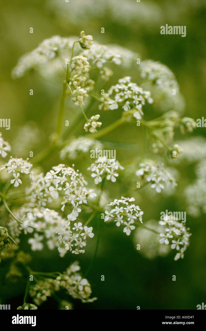 Sweet cicely, Sweet, cicely, Myrrhis odorata, White, Myrrhis, odorata Stock Photo