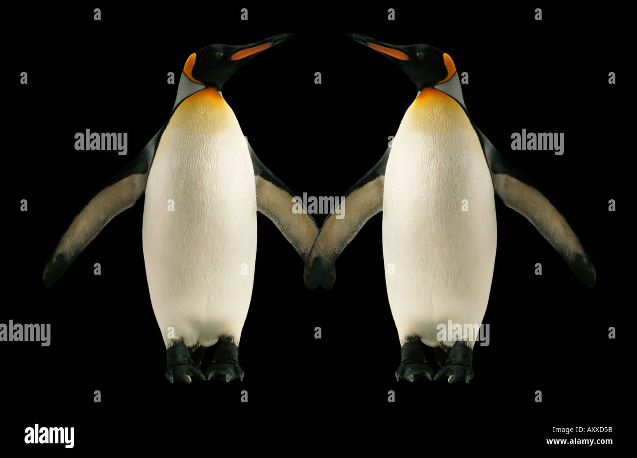 Two penguins holding hands Stock Photo