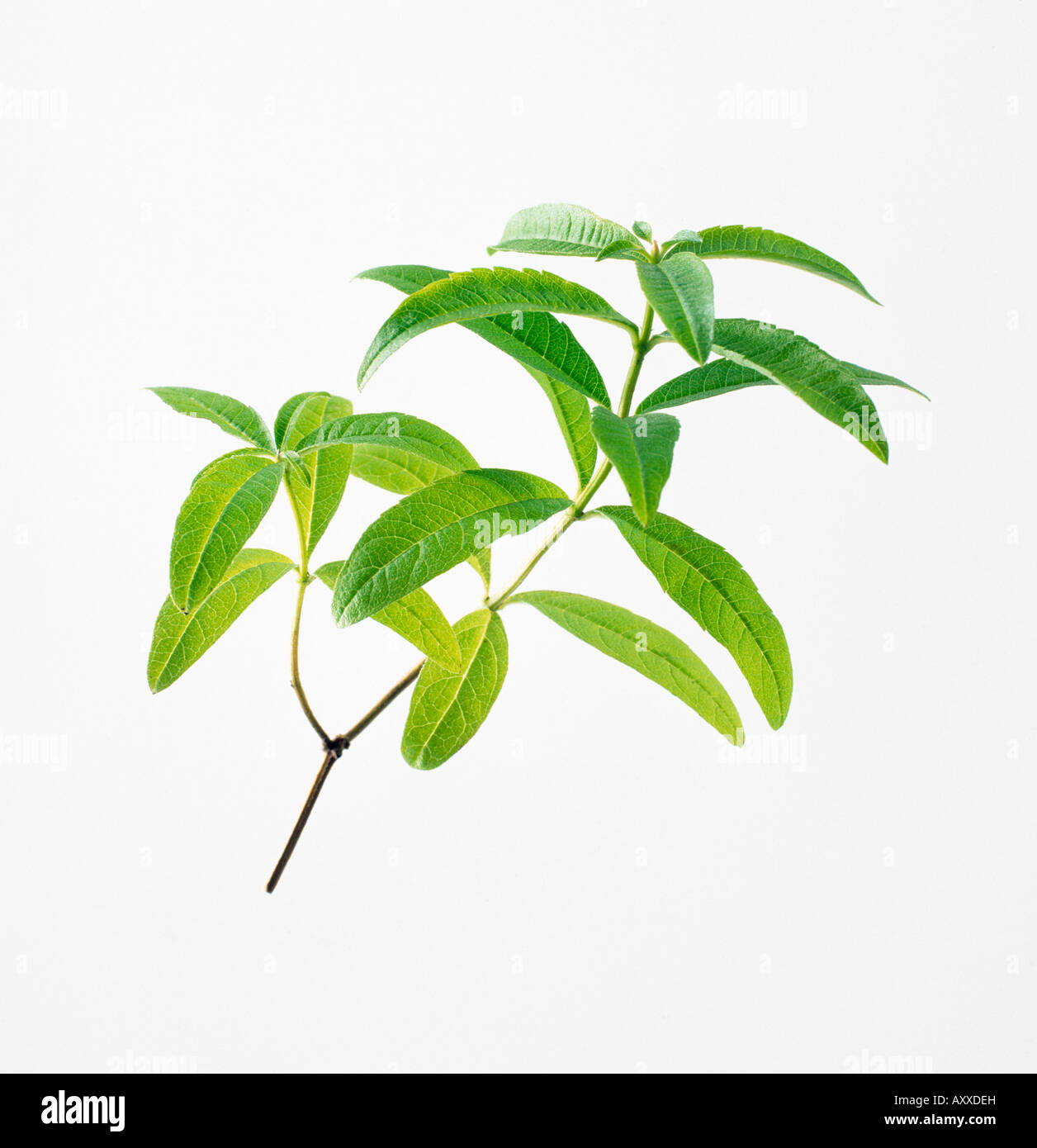 Lemon verbena aloysia triphylla hi-res stock photography and images - Alamy