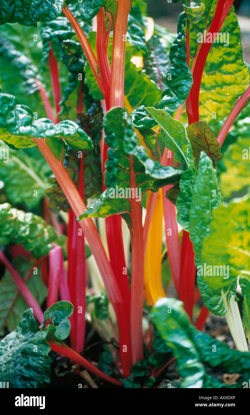 Swiss chard, Beta vulgaris 'Bright Lights', Red stalks and green leaves